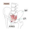 【骨盤底筋】緩んでいませんか？ セルフチェック20項目✅